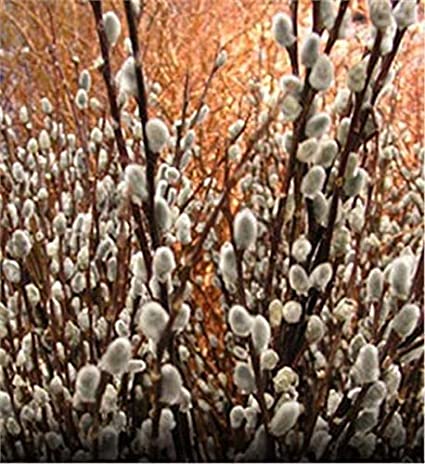 2 Pussy Willow Tree Cuttings - Ready to Plant - Salix Discolor - Beautiful Flowering Cat Skins Tree - Attracts Butterflies and Hummingbirds