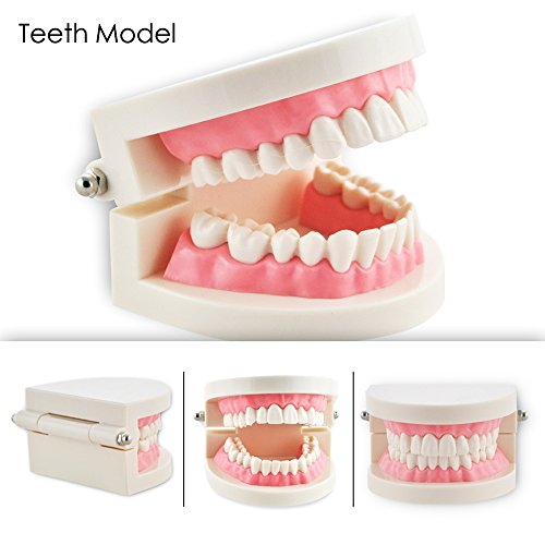 Pevor Dental Teaching Study Adult Standard Typodont Demonstration Teeth Model