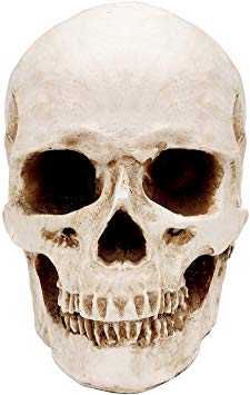 Human Skull - Realistic Resin Human Skull Model Replica - Ideal for Anatomical Tracing, Medical Training, Halloween Party, Desk Decoration (Height - 14.5cm, Width - 12cm)