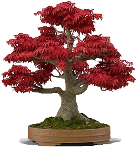 Bonsai Tree Seeds, Japanese Red Maple | 20  Seeds | Highly Prized for Bonsai, Japanese Maple Tree Seeds (ACER palmatum) 20 Seeds