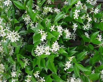 Jasmine Confederate -Favorite Intensely Fragrant Easy to Grow Vine Jasmine Starter Plants 6 Pack