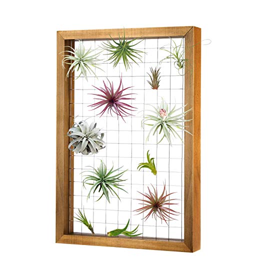 Magicfly Air Plants Frame Hanging Holder, 16 X 11 Inch Wooden Airplant Display Holder Succulent Tillandsia for House Plants, Hanger Wooden Shelf for Home Décor