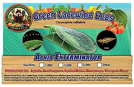 Green Lacewing 2,500 Eggs - Good Bugs - Aphid Exterminator