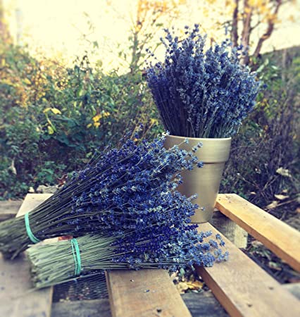 LARGE BUNCH PROVENCE LAVENDER FLOWERS DRIED FLOWER BOUQUET 300 STEMS FRAGRANT WEDDING CRAFTS DECORATION by Harrington Marley
