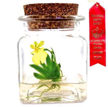 Award Winning, Maintenance Free Orchid Terrarium - Psygmorchis Pusilla - Miniature, No Green Thumb Necessary, Great for Work, Home, Unique Gift!