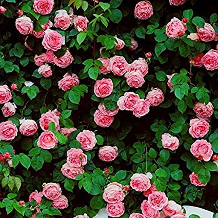 Brand New! 1 Pack, 300 Seeds / Pack, Rare Pink Climbing Rose Seeds, Very Beautiful Ornamental Climbing Flowers