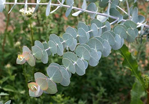 20  Eucalyptus Dwarf Baby Blue Spiral, Canes to Start, Fragrant Tree or Bush Seeds
