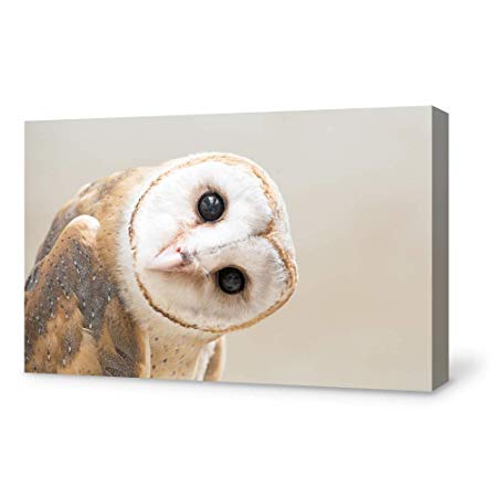 SIGNFORD Canvas Wall Art Adorable Funny Owl Canvas Painting Wall Poster Decor for Living Room Framed Home Decorations - 24x36 inches