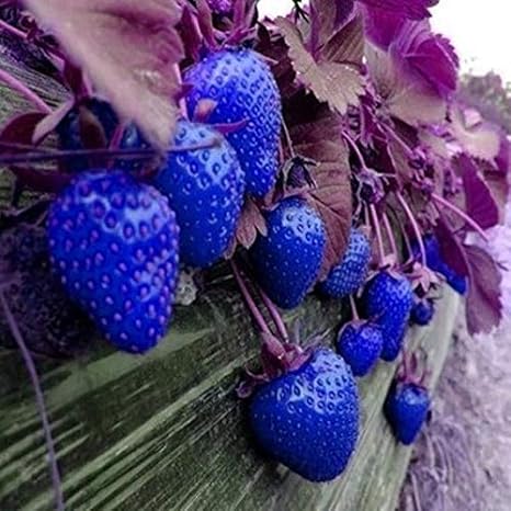 Ultrey Seed House - Sugar Sweet Blue Strawberry Seeds Fruits and Vegetables Strawberry Seeds Aromatic Climbing Strawberry for Garden Balcony/Terrace