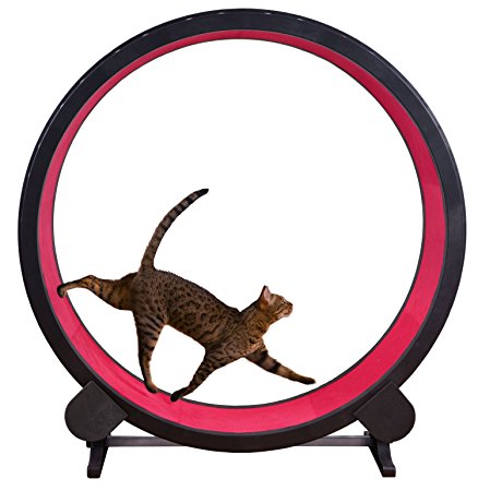 One Fast Cat Exercise Wheel… (Red)