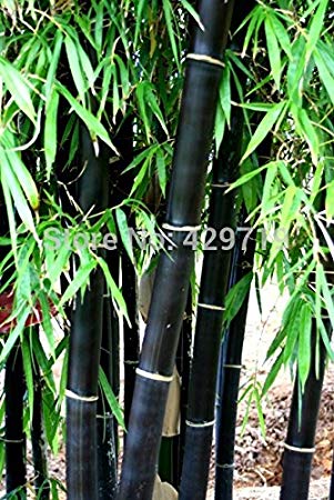 Loss Promotion! 20 bamboo seeds rare giant black moso bamboo bambu seeds professional pack Bambusa Lako tree seeds for home garden