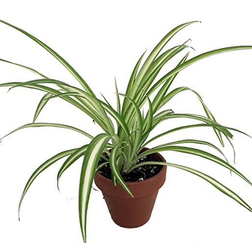 Ocean Spider Plant - 4 Clay Pot for Better Growth - Cleans the Air/Easy to Grow by Hirts: House Plant