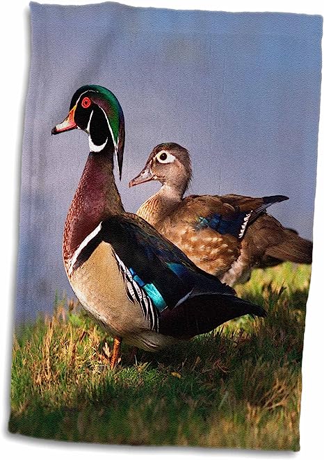 3D Rose USA California Lakeside Wood Duck. TWL_205299_1 Towel, 15" x 22"