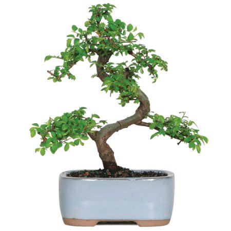 Brussel's CT9005CE Chinese Elm Bonsai