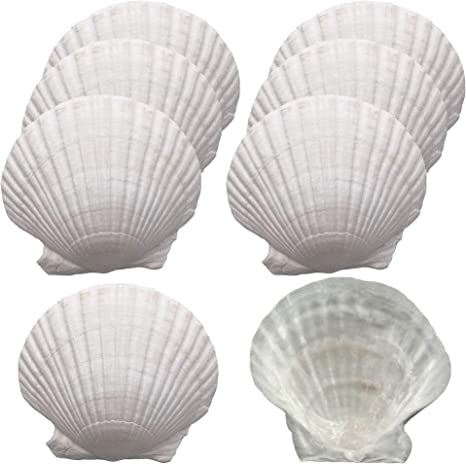 Miraclekoo 8 Pcs Large Scallop Shells for Serving Food,Baking Shells Natural White Scallops from Sea Beach for Crafts Bulk Decor 4-5 Inches