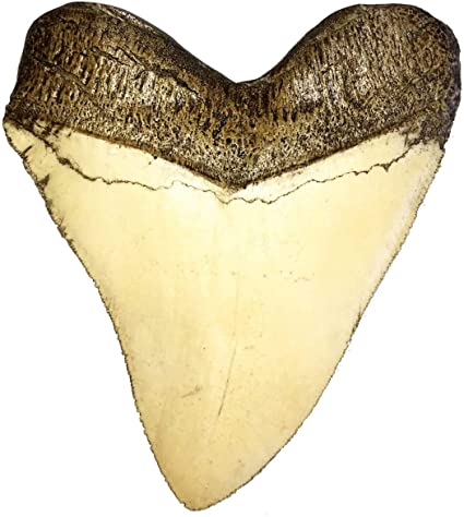 Universal Specialties Huge Realistic 5.5 Inch Carcharodon Megalodon Tooth Fossil Natural Colors (Replica)