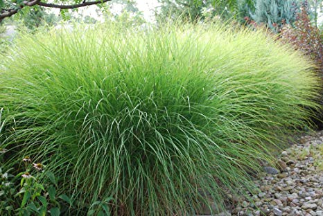 Miscanthus Gracillimus (Maiden Grass), 1 Gal
