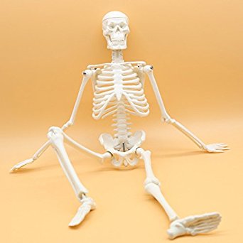 Maymii PVC Anatomical Human Skeleton Model Medical Poster Bonnet Stand,1/4 Life Size ,45cm