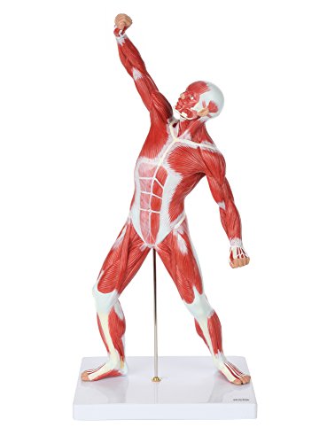 Axis Scientific Miniature Human Muscule Figure | 20 Inch Mini Muscular System Model has Superficial Muscle Anatomy and Structure of The Body | Includes Detailed Product Manual | 3 Year Warranty