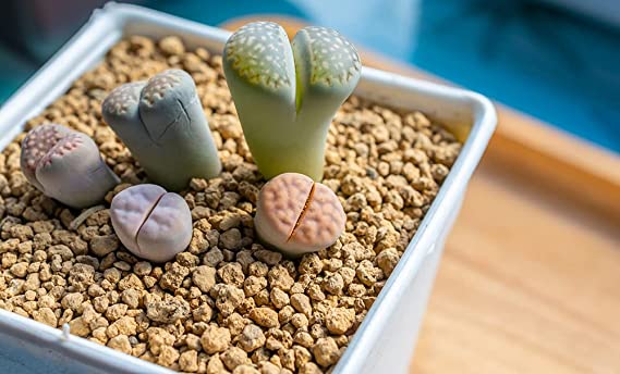Lithops Living Stones 25 Mixed Plant Seeds - Ships from Iowa, USA