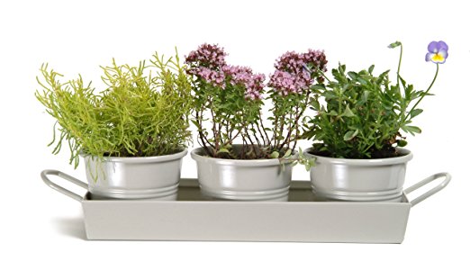 Garden Trading Pots on a Tray in Clay (Set of 3)