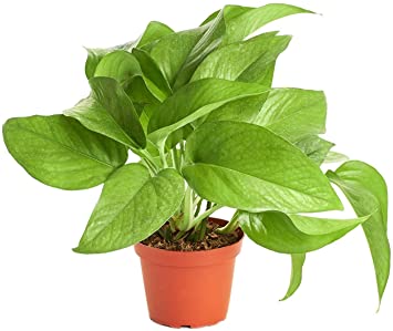 Shop Succulents | String Succulent Pothos 'Devil's Ivy' | Hand Selected for Health, Size | 4" Grow Pot, Hanging House Plant, 4 inch