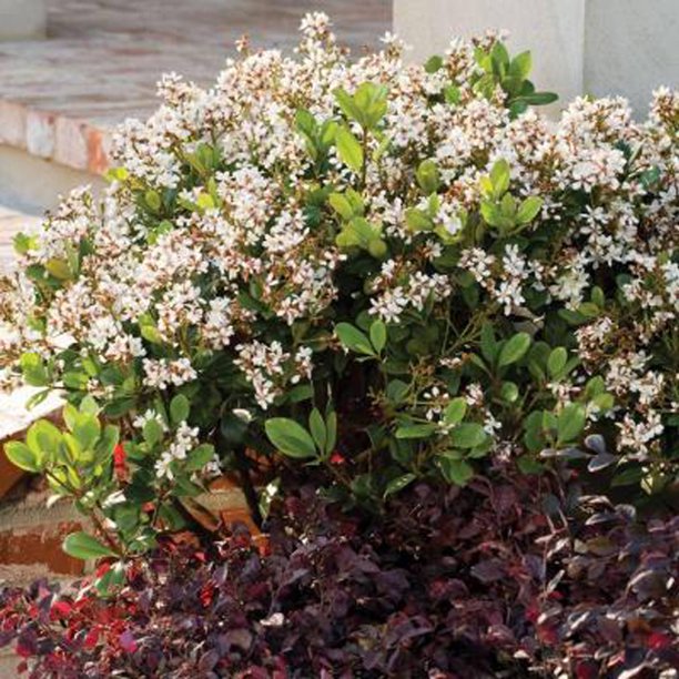 2 Gal - Spring Sonata Indian Hawthorn (Raphiolepis) - White Blooming Live Evergreen Shrub