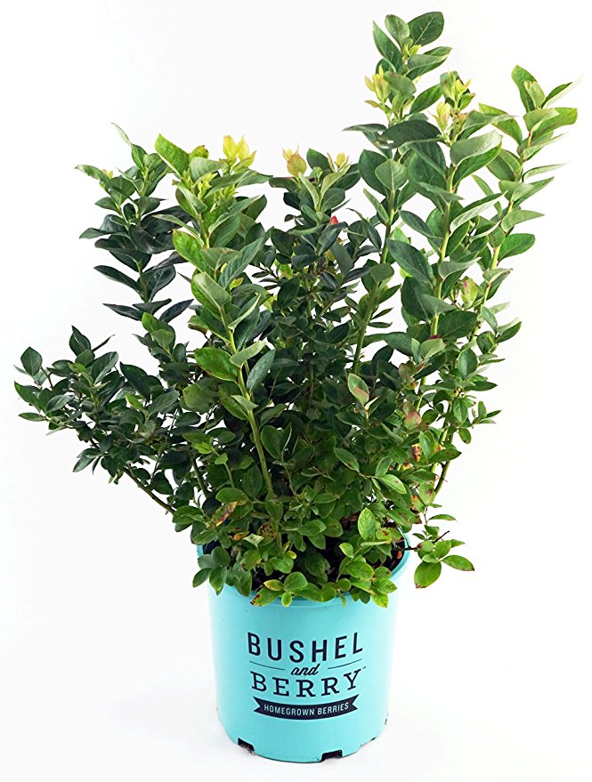 Peach Sorbet Blueberry Bush, fruit producing plant in 2 Gallon pot - Vaccinium X 'Peach Sorbet'