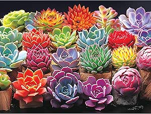 RoseArt - Kodak Premium - Pretty Succulents- 350 Piece Jigsaw Puzzle for Adults