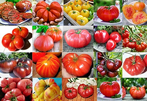 PLEASE READ! THIS IS A MIX!!! 30  ORGANICALLY GROWN GIANT Tomato Seeds, Mix of 22 Varieties, Heirloom NON-GMO, Brandywine Black, Red, Yellow & Pink, Mr. Stripey, Old German, Black Krim, From USA