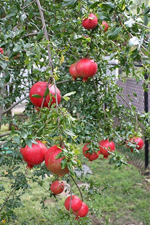 (3 Gallon Bare-Root Set of Two Plants) Russian Pomegranate Tree, considered The Sweetest of All Pomegranates. Very Cold and Heat Tolerant, Produces Very Sweet red Fruit.