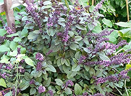 50  Blue Spice Basil Seeds Herb Heirloom Non-GMO Fragrant Grown in USA Rare Fragrant Great for Tea, Salads and Savory Dishes
