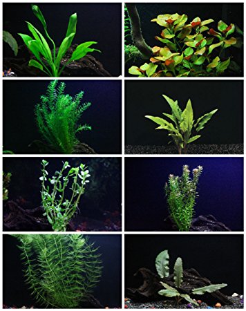 30  Stem Aquarium Plants Bundle - 8 Species - Anacharis, Amazon, Rotala, Ludwigia and more!