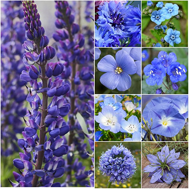 Bulk Package of 30,000 Seeds, Wildflower Mixture "Dazzling Blue" (99% Pure Seed - 9 Species) Seeds By Seed Needs