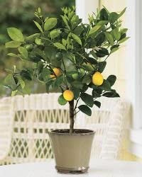 4-5 Year Old Improved Meyer Lemon Tree in Grower's Pot, 3 Year Warranty