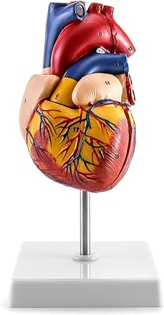 QWORK Human Heart Model, Anatomically Accurate Numbered 2-Part Life Size Heart Medical Model with 34 Anatomical Structures, Held Together with Magnets on Base