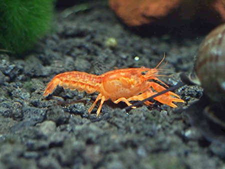 1 B-Grade ORANGE CPO Dwarf Mexican Crayfish/Mini Lobster (Cambarellus patzcuarensis) - 1/2 Inch to 1 1/2 Inches by Aquatic Arts