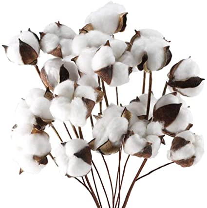 DomeStar Cotton Stems, Natural Dried Cotton 8 Packs Total 15 Bolls Cotton Sprigs Cotton Blooms Floral Stems for Vase Fillers