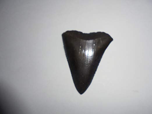 Genuine Fossil Great White Shark Tooth!