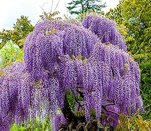 Purple Wisteria Seedlings for Planting - Live Tree Seedling to Grow - Wisteria sinensis - No Ship to California (3 Wisteria Plants)