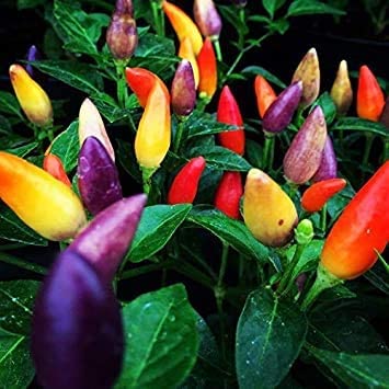 5 Color Pepper Plant Seeds for Planting | 50  Seeds | Exotic Garden Seeds to Grow Multicolored Peppers | Amazing