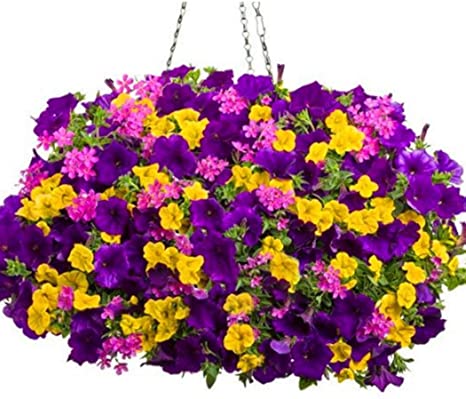 Earth Seeds Co 200 Pcs Petunia Seeds 'Colour-Themed Collection' Perennial Flower Mix Seeds,Flowers All Summer Long,Hanging Flower Seeds Ideal for Pot
