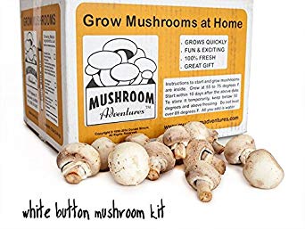 Seasonal White Button Mushroom Growing Kit