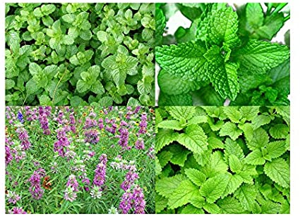 Please Read! This is A Mix!!! 100  Mint Mix 4 Varieties: Peppermint, Spearmint, Lemon Mint & Lemon Balm Melissa Seeds Heirloom Non-GMO. The Seeds are Mixed!!!