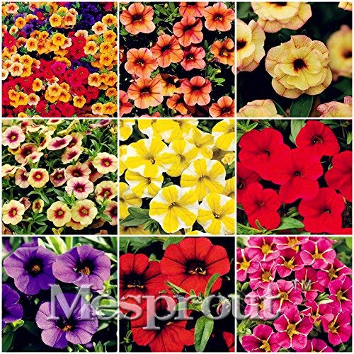 Calibrchoa Million Bells Annual Flower Seeds Vary Colors 100 Seeds Autumn Seasons MIX #32706164372ST