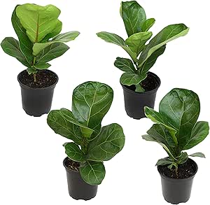 Fiddle Leaf Fig Tree (4 Pack), Ficus Lyrata Plant Pack, Ficus Tree Live Plant Delivery, Popular Plant Decor, Indoor Plants Live Houseplants, Real Plants, Live Plants Indoor Plant by Plants for Pets