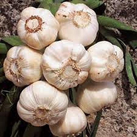GARLIC BULB (3 Pack), FRESH CALIFORNIA SOFTNECK GARLIC BULB FOR PLANTING AND GROWING YOUR OWN GARLIC, BUY COUNTRY CREEK BRAND ONLY NOT FAKES