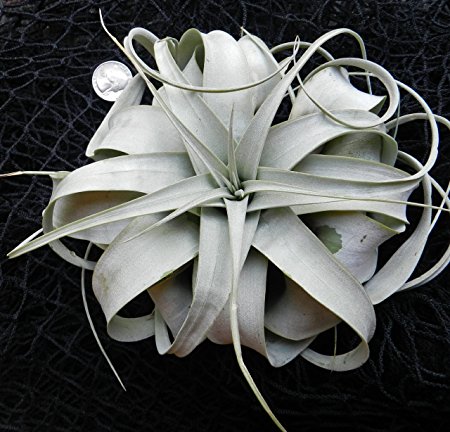 Hinterland Trading Air Plant Xerographica Huge !! King of Air Plants Beautiful Bromelaid Stunning Houseplant