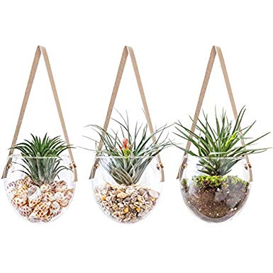 Mkono 3 Pack Glass Hanging Planter Modern Succulent Air Plant Terrarium Flower Pot Wall Decor for Herb Air Ferns Hydroponic Plants