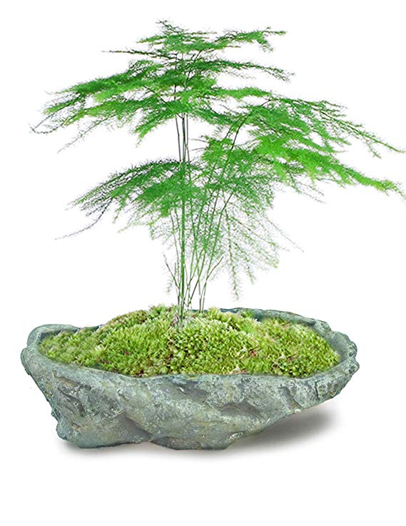 Dahlia Stone Like Handmade Concrete Succulent Planter/Plant Pot/Flower Pot/Bonsai Pot, 9